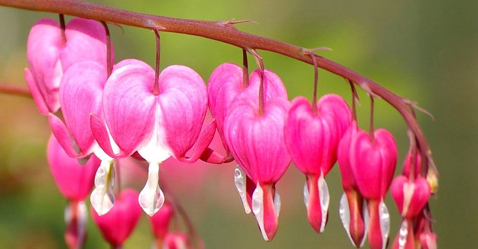 Tình yêu của thiên nhiên hoang dã ảnh 5