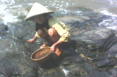 Rau mứt - đặc sản tháng Giêng trên xã đảo Tam Hải ảnh 2
