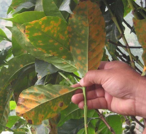 Hàng nghìn ha cà phê, chè Lâm Đồng bị sâu bệnh hại ảnh 1