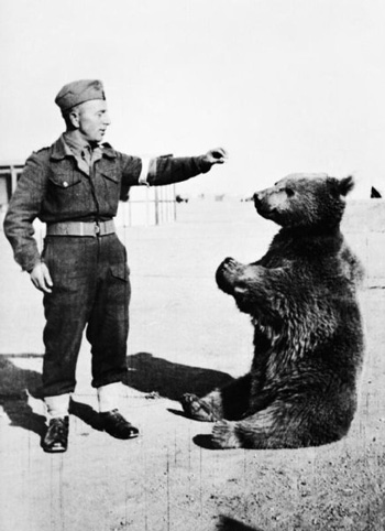 Tiêu điểm - Huyền thoại chiến binh gấu trong thế chiến II