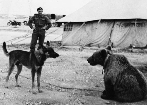Tiêu điểm - Huyền thoại chiến binh gấu trong thế chiến II (Hình 3).