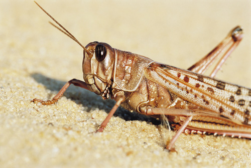 Châu chấu sa mạc loài côn trùng phá hại ghê gớm nhất.