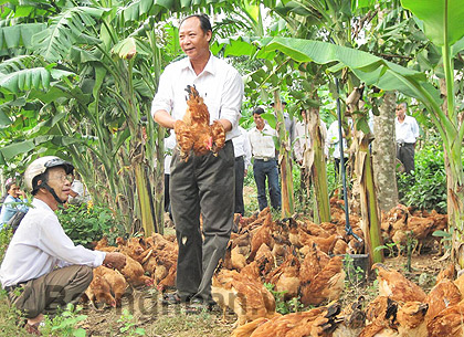 Nghệ An mở rộng nuôi gà an toàn sinh học