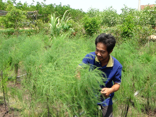Sức trẻ ở Làng thanh niên lập nghiệp ảnh 2