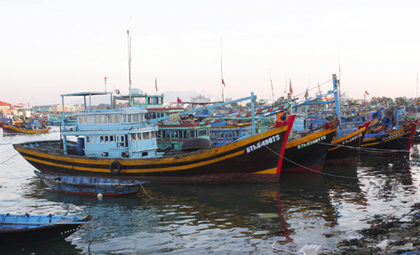 Bình Thuận cấm khai thác nghêu sò từ 1/4 ảnh 1
