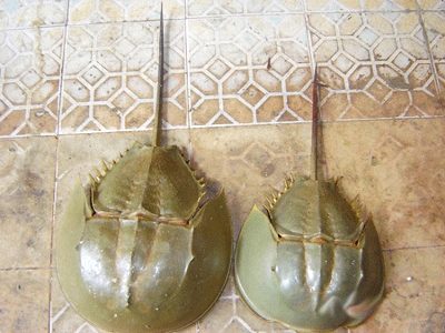 Ăn nhầm so biển, bố tử vong, con ngộ độc ảnh 1