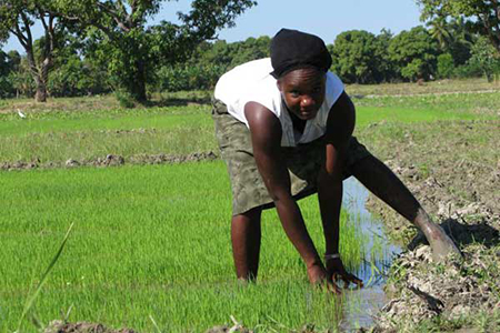 Haiti ưng gạo Việt Nam vì chất lượng và nhanh chín ảnh 1