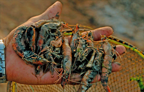 Hàng vạn con tôm giống chết vì bệnh đốm trắng ảnh 1