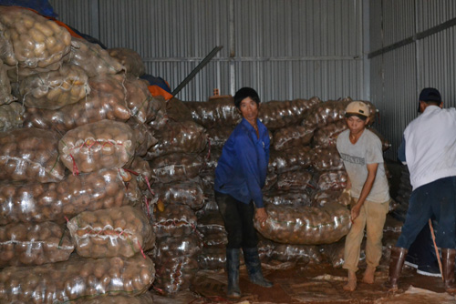 Tiêu hủy 26 tấn khoai tây Trung Quốc nhiễm độc ảnh 1