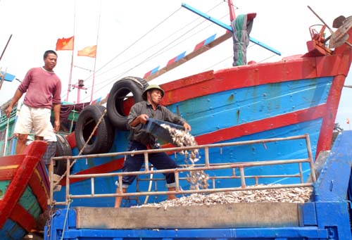 Nhộn nhịp cảng cá Lạch Bạng ảnh 1