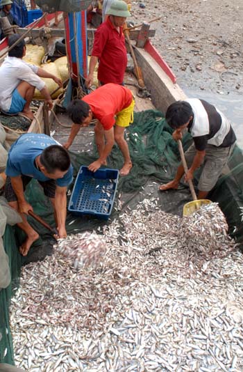 Nhộn nhịp cảng cá Lạch Bạng ảnh 2