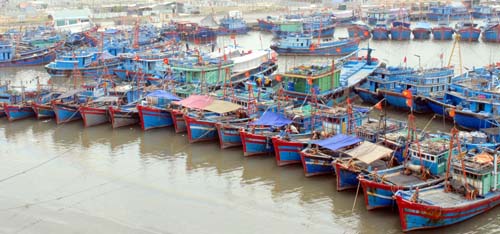 Nhộn nhịp cảng cá Lạch Bạng ảnh 5