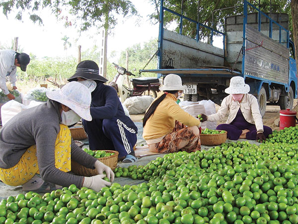 Xây dựng thương hiệu 'táo Ninh Thuận' ảnh 1