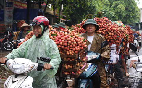 Vải thiều Bắc Giang tiêu thụ thuận lợi ảnh 1