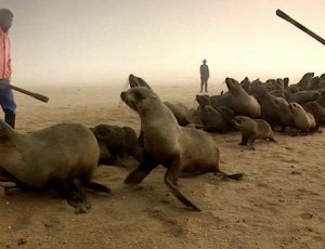 Hải cẩu bị đập chết hàng loạt tại Namibia ảnh 1