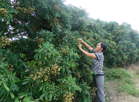 Nhãn Hưng Yên sắp thu hoạch chết chìm vì ngập úng ảnh 1