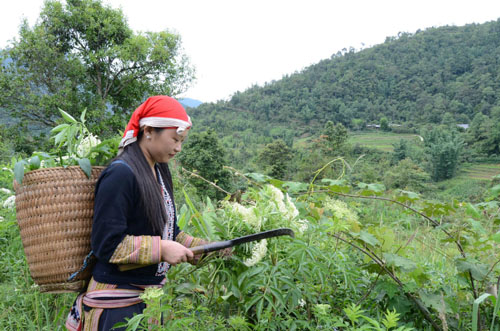 Tắm thuốc dân gian cùng đồng bào Dao đỏ ảnh 2