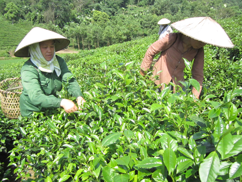 Ngày mới trên quê hương ATK ảnh 1