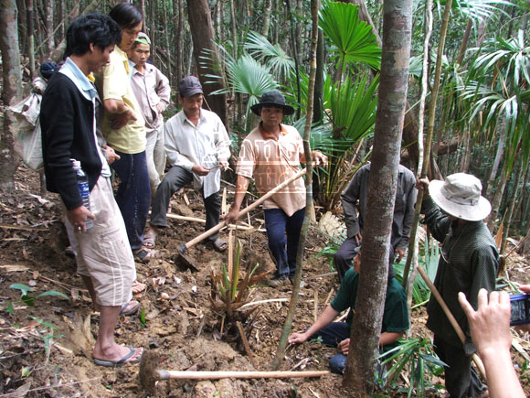 Dân đổ xô phá rừng tìm trầm ở Phú Yên ảnh 1