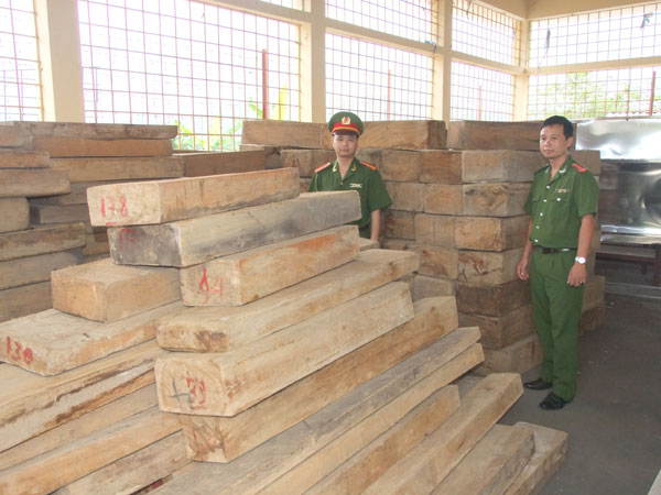 Khởi tố 2 kiểm lâm vận chuyển lậu gỗ pơ mu ảnh 1