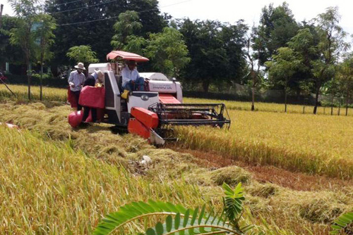 Xây dựng thương hiệu gạo để nâng cao giá trị xuất khẩu ảnh 1