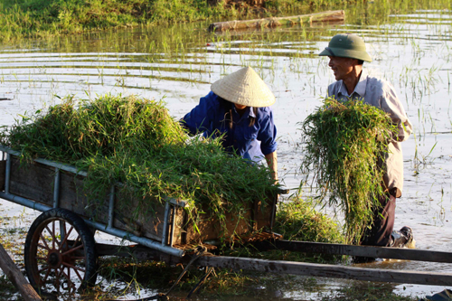 Về vụ kích động, gây rối ở xã Nghi Phương, Nghệ An - Bài cuối: Nghệ An - Những miền quê 'tốt đời đẹp đạo'