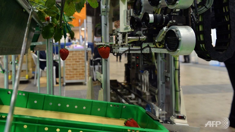 Nhật trình làng robot thu hoạch dâu tây ảnh 1