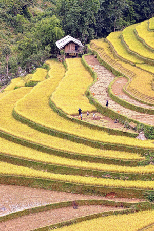 Thơ mộng Mù Cang Chải mùa lúa chín ảnh 1