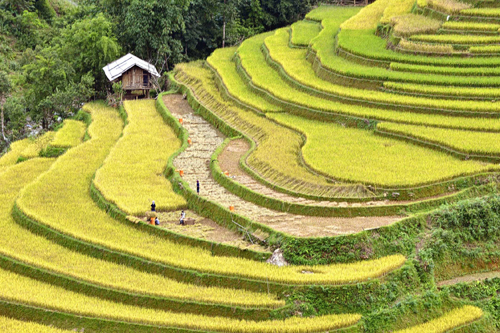 Thơ mộng Mù Cang Chải mùa lúa chín ảnh 2