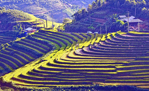 Thơ mộng Mù Cang Chải mùa lúa chín ảnh 5
