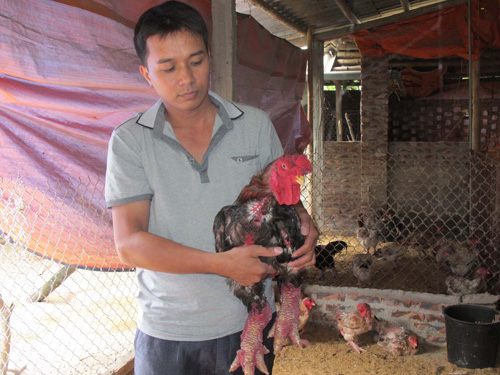Gà Đông Tảo - nguy cơ thoái hóa gen ảnh 1