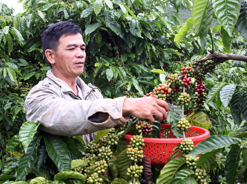Lo mất thị trường xuất khẩu cà phê ảnh 1