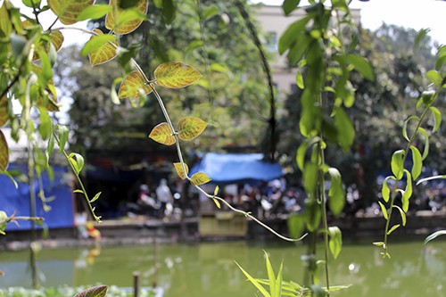 Bên bờ ao nhà mình ảnh 5