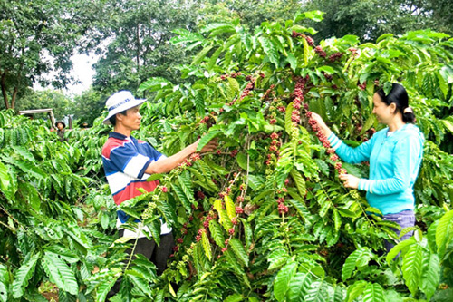 Dành vốn cho Tây Nguyên tái canh vườn cà phê ảnh 1