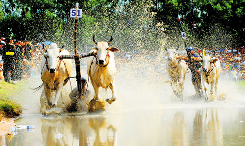 Đua bò Bảy Núi ảnh 4