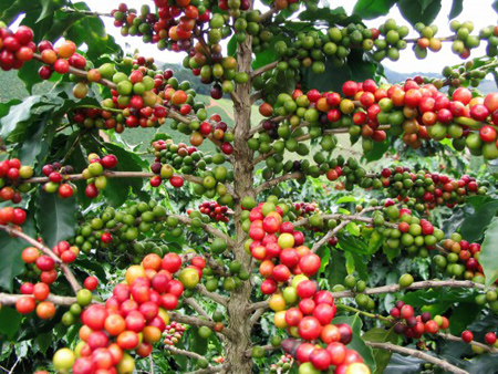 Thực nghiệm thành công cải tạo cây cà phê chè catimor ảnh 1