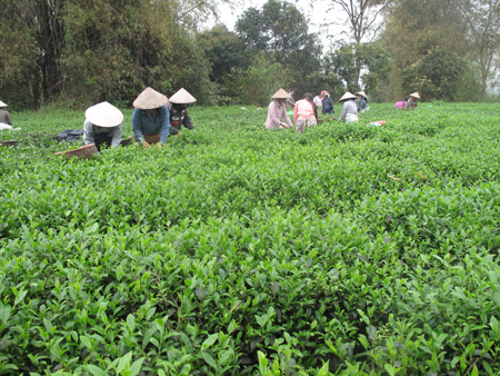 Chắp cánh cho thương hiệu chè Thái Nguyên ảnh 1