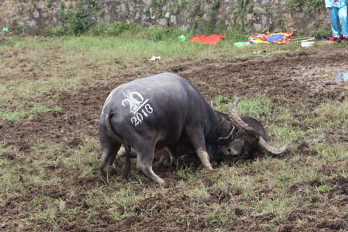 Chọi trâu - nét văn hóa độc đáo ở Hà Giang