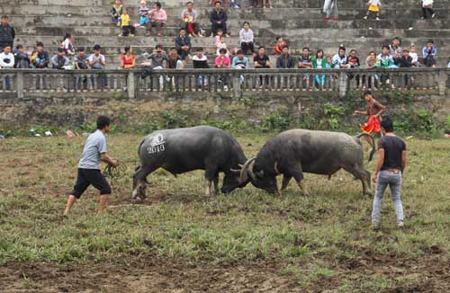 Chọi trâu - nét văn hóa độc đáo ở Hà Giang