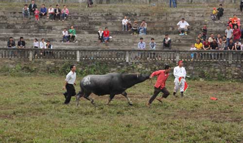 Chọi trâu - nét văn hóa độc đáo ở Hà Giang