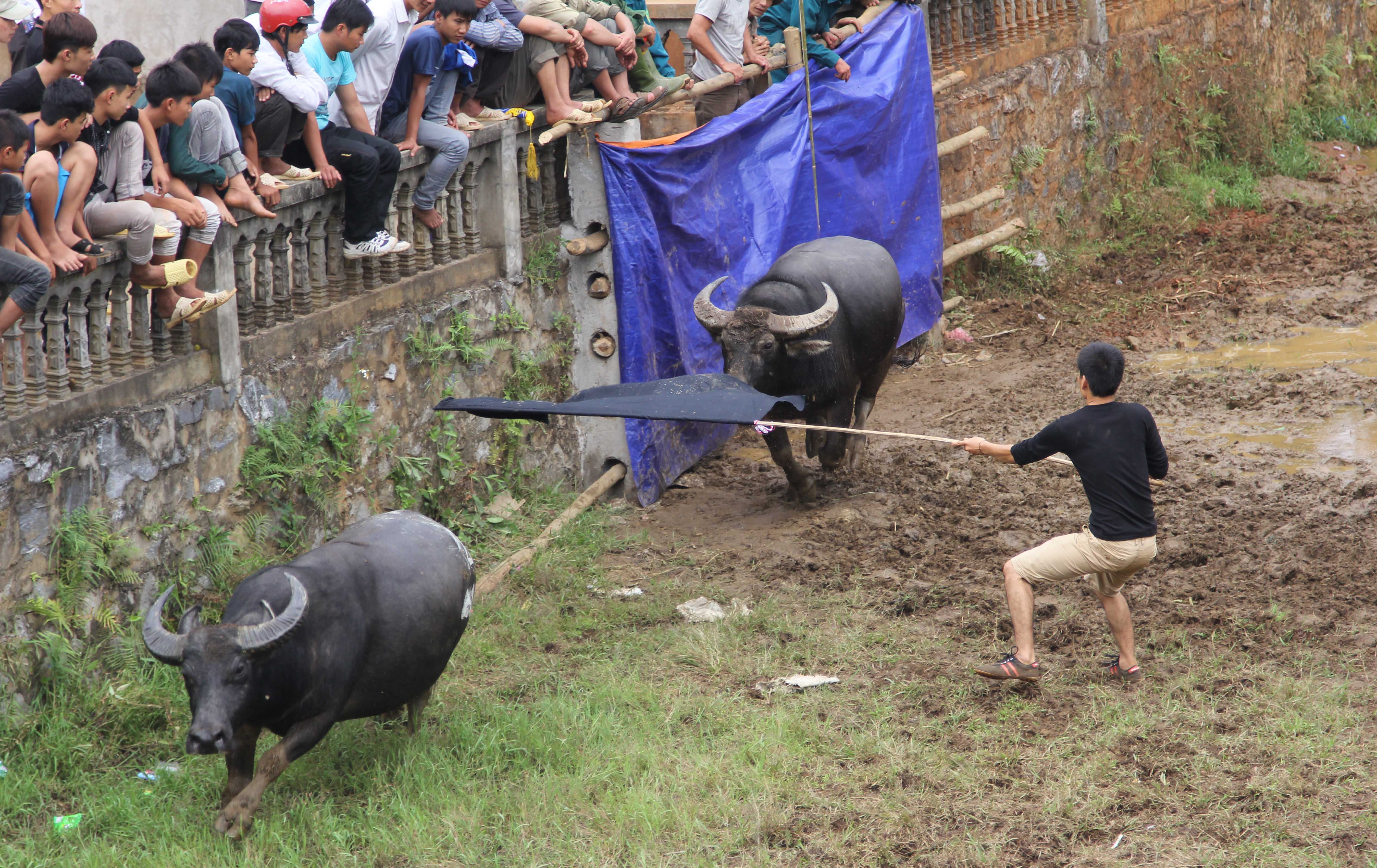 Chọi trâu - nét văn hóa độc đáo ở Hà Giang