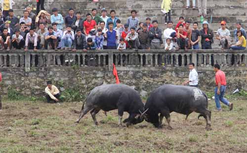 Chọi trâu - nét văn hóa độc đáo ở Hà Giang