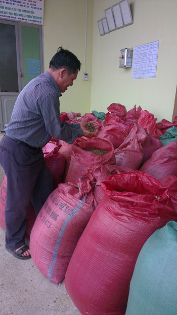 Trồng cà phê sạch giúp nông dân né “cơn rớt giá” ảnh 2