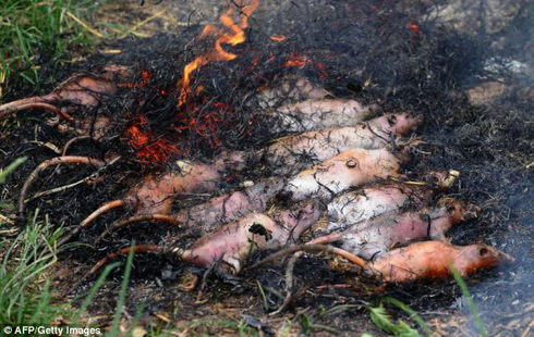 'Công nghiệp thịt chuột' Việt Nam qua ống kính AFP ảnh 14