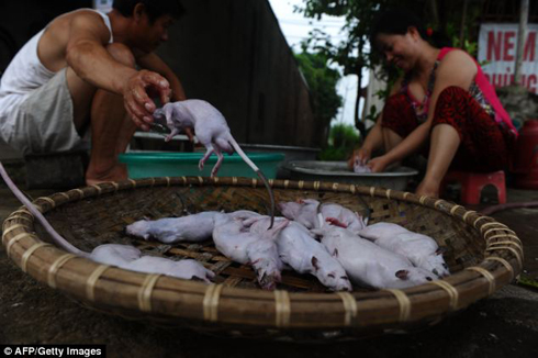 'Công nghiệp thịt chuột' Việt Nam qua ống kính AFP ảnh 11