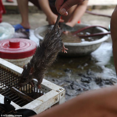 'Công nghiệp thịt chuột' Việt Nam qua ống kính AFP ảnh 7