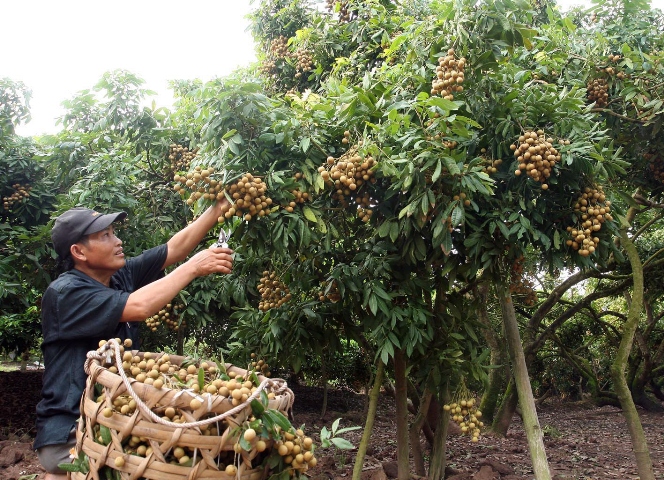 Lãi hơn 100 triệu đồng/ha từ trồng nhãn ảnh 1