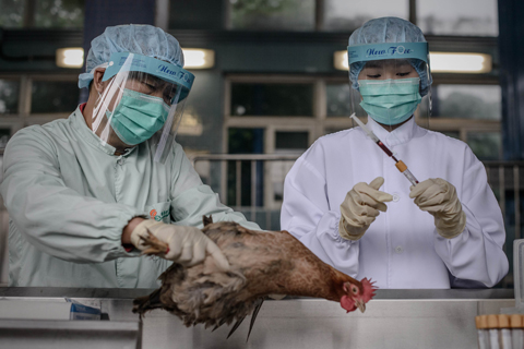 Trung Quốc phát hiện virus H7N9 tại 2 khu chợ ảnh 1