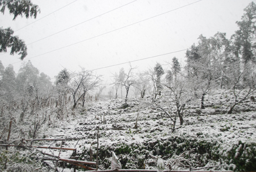 Mưa tuyết bất thường đảo lộn đời sống người dân Lào Cai