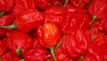 Ớt Carolina Reaper, nguy hiểm hơn cả bình xịt hơi cay ảnh 1